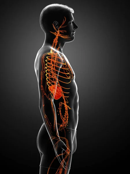 Medisch Nauwkeurige Illustratie Van Een Mannelijk Lymfestelsel — Stockfoto