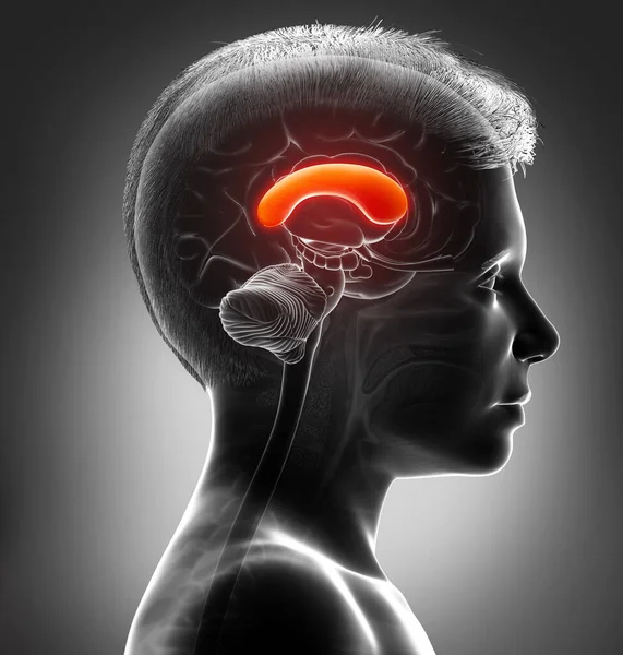 Renderizado Ilustración Médicamente Precisa Joven Cerebro Anatomía Front Corpus — Foto de Stock