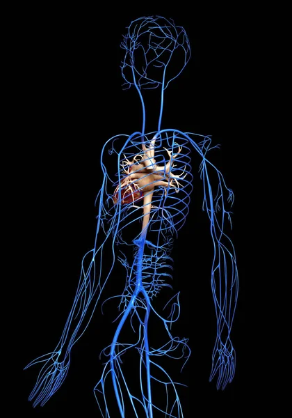 Renderowane Medycznie Dokładna Ilustracja Żył — Zdjęcie stockowe