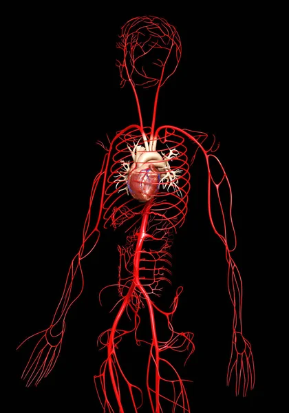 3D对动脉进行了准确的医学描述 — 图库照片