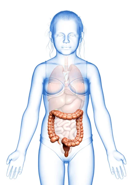 Renderizado Ilustración Médicamente Precisa Anatomía Del Intestino Grueso Chica —  Fotos de Stock
