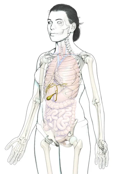 Provedená Lékařsky Přesná Ilustrace Ženských Orgánů Žlučník Anatomie — Stock fotografie