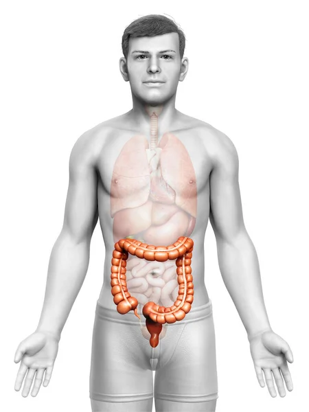 Gerenderte Medizinisch Korrekte Darstellung Der Männlichen Dickdarmanatomie — Stockfoto