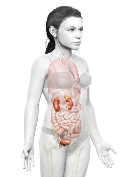 Reso Illustrazione Clinicamente Accurata Dell Anatomia Dei Reni Del Ragazzo — Foto Stock