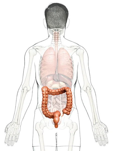 Renderizado Ilustración Médicamente Precisa Anatomía Del Intestino Grueso Masculino — Foto de Stock