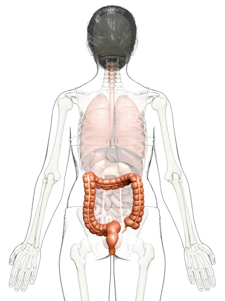Renderowane Medycznie Dokładna Ilustracja Kobiecej Anatomii Jelita Grubego — Zdjęcie stockowe