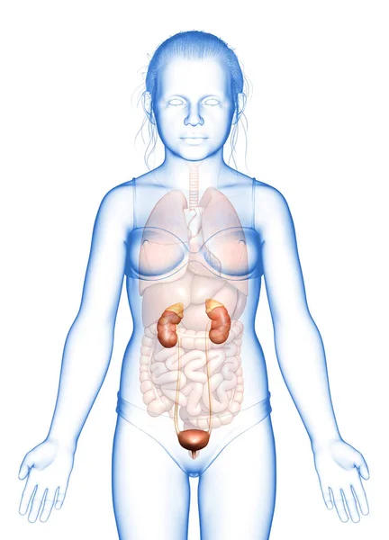 三维渲染 医学上准确的图像年轻女孩肾解剖 — 图库照片