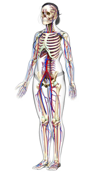 Utförd Medicinskt Korrekt Illustration Det Kvinnliga Cirkulations Och Skelettsystemet — Stockfoto