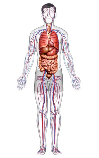 Gjorde Medicinskt Korrekt Illustration Manliga Inre Organ Och Cirkulationssystemet — Stockfoto