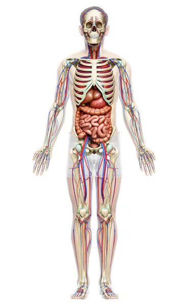 3Dは 男性の医療的に正確なイラストをレンダリング 内部器官 骨格および循環系 — ストック写真