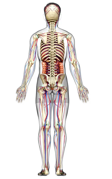 Καθιστούν Ιατρικά Ακριβή Απεικόνιση Των Αρσενικών Εσωτερικών Οργάνων Σκελετού Και — Φωτογραφία Αρχείου