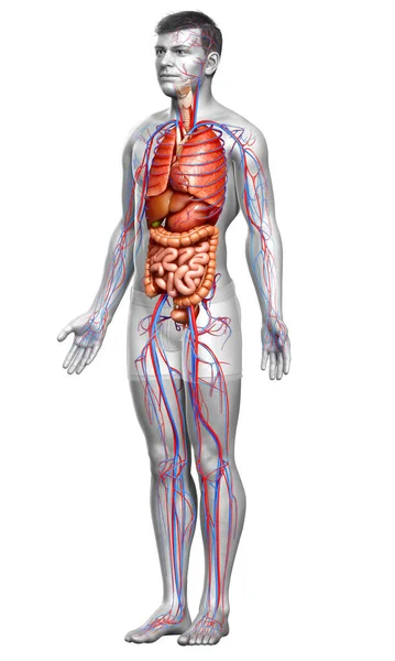 Medisch Nauwkeurige Illustratie Van Mannelijke Bloedsomloop Interne Organen — Stockfoto