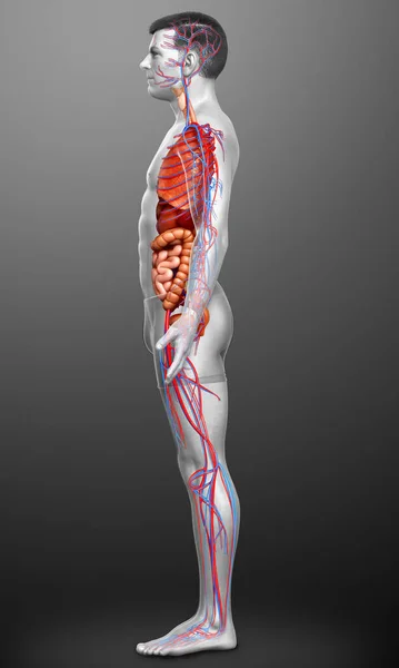 Оказана Медицинская Точная Иллюстрация Мужской Кровеносной Системы Внутренних Органов — стоковое фото