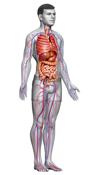 Gjorde Medicinskt Korrekt Illustration Manliga Inre Organ Och Cirkulationssystemet — Stockfoto