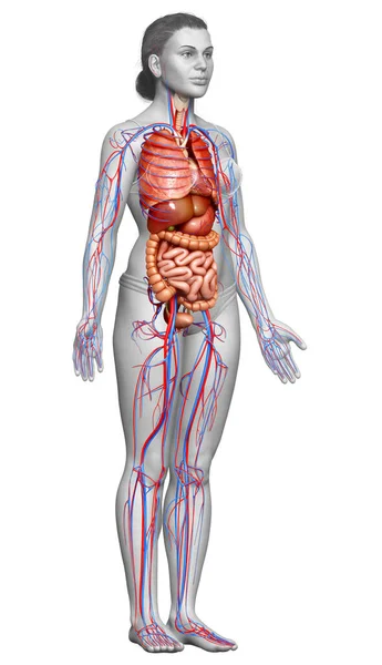 Καθιστούν Ιατρικά Ακριβή Απεικόνιση Του Γυναικείου Κυκλοφορικού Συστήματος Και Των — Φωτογραφία Αρχείου