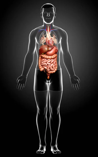 Renderizado Ilustración Médicamente Precisa Del Sistema Digestivo Masculino Corazón — Foto de Stock