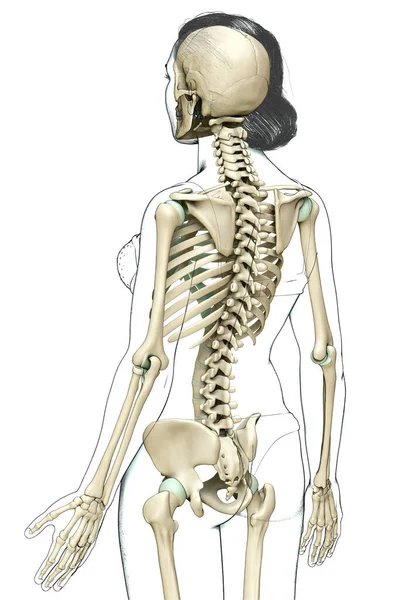 Weergegeven Medisch Nauwkeurige Illustratie Van Een Vrouwelijk Skelet Systeem — Stockfoto