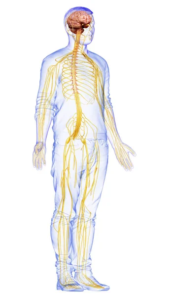 3D对男性神经系统进行了精确的医学描述 — 图库照片