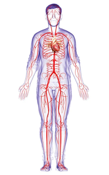 3D对男性动脉进行了准确的医学描述 — 图库照片