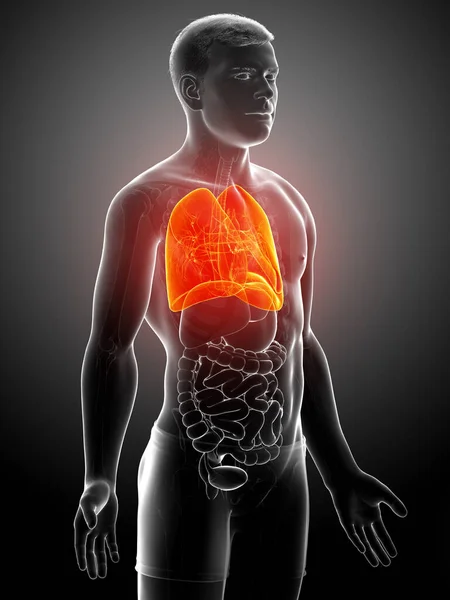 Rendered Medically Accurate Illustration Male Lung Anatomy — Stock Photo, Image