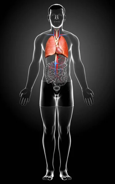 Gjengitt Medisinsk Korrekt Illustrasjon Mannlig Lungens Anatomi – stockfoto