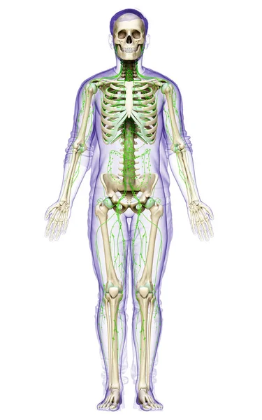 3D对男性淋巴系统进行了准确的医学描述 — 图库照片