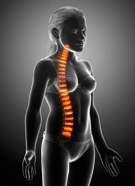 Backbone Intervertebral Disc Anatomy Young Girl — Stock Photo, Image