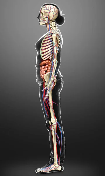 Gerenderte Medizinisch Korrekte Darstellung Weiblicher Organe Skelette Und Kreislaufsysteme — Stockfoto