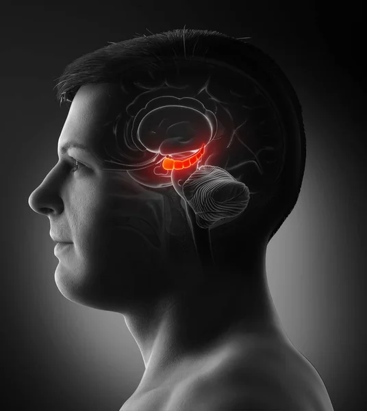 Візуалізація Медичної Ілюстрації Чоловічої Анатомії Мозку Hyppocampus Поперечний Переріз — стокове фото