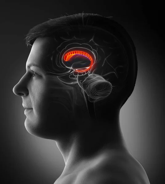 Renderizado Ilustración Médicamente Precisa Cerebro Masculino Anatomía Núcleo Caudado — Foto de Stock