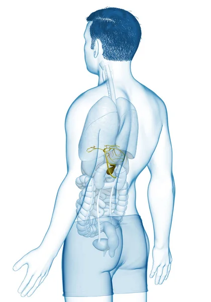 3Dは 男性の臓器胆嚢解剖学の医学的に正確なイラストをレンダリング — ストック写真