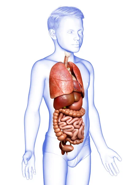 3Dレンダリング医学的に正確なイラストの男の子 内部器官 — ストック写真