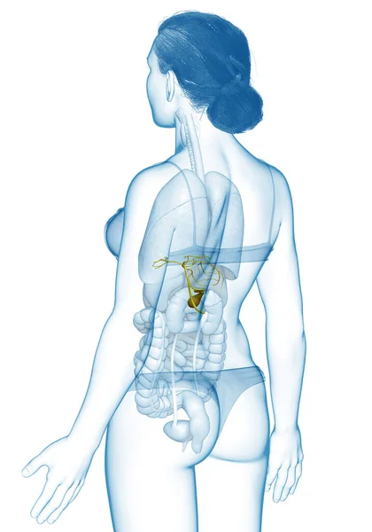 Reso Illustrazione Clinicamente Accurata Organi Femminili Anatomia Della Cistifellea — Foto Stock