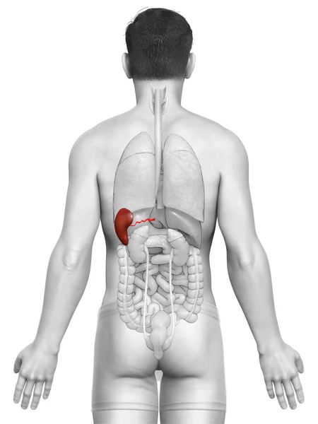 Gerenderte Medizinisch Korrekte Darstellung Einer Männlichen Milz Anatomie — Stockfoto