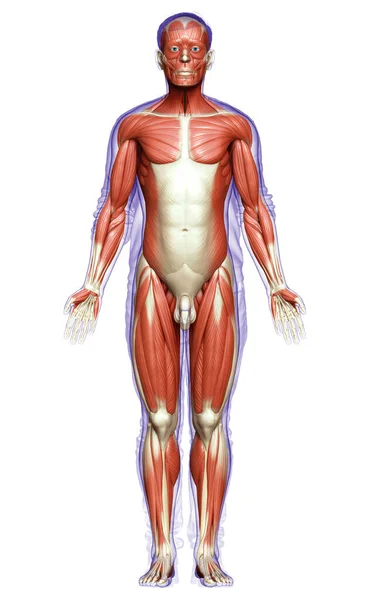 3D对男性肌肉系统进行了精确的医学描述 — 图库照片