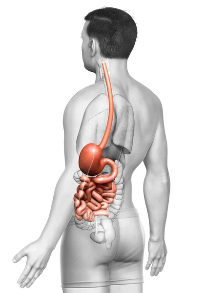 Utförd Medicinskt Korrekt Illustration Manlig Mage Och Tunntarm — Stockfoto