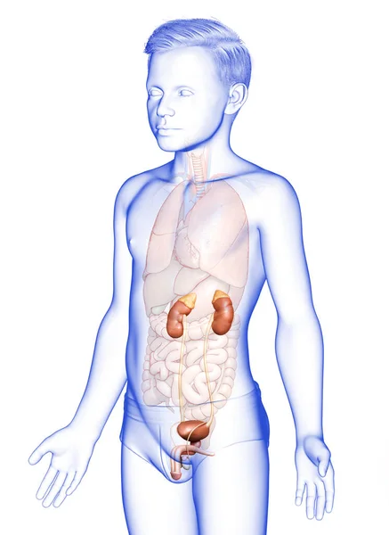 Renderizado Ilustración Médicamente Precisa Anatomía Los Riñones Del Niño — Foto de Stock