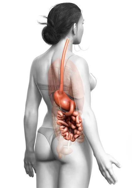 Renderizado Ilustração Medicamente Precisa Estômago Feminino Intestino Delgado — Fotografia de Stock