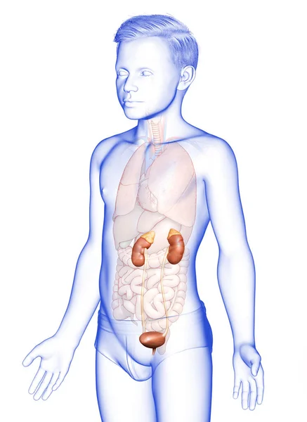 Reso Illustrazione Clinicamente Accurata Dell Anatomia Dei Reni Del Ragazzo — Foto Stock