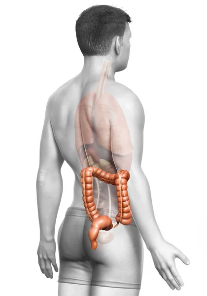 Rendu Illustration Médicalement Précise Anatomie Gros Intestin Masculin — Photo
