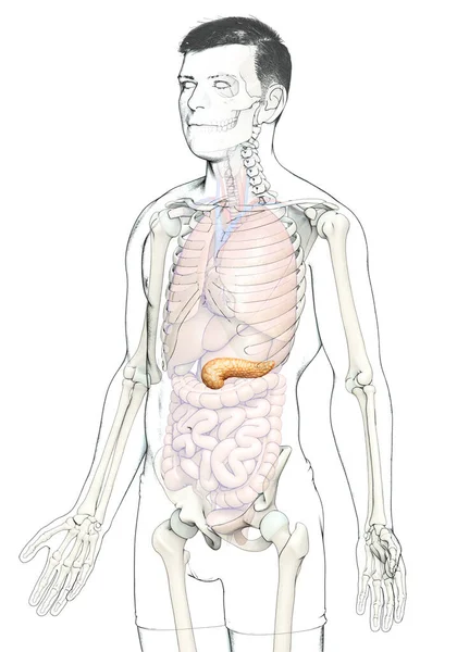 Renderizado Ilustración Médicamente Precisa Páncreas Masculino —  Fotos de Stock