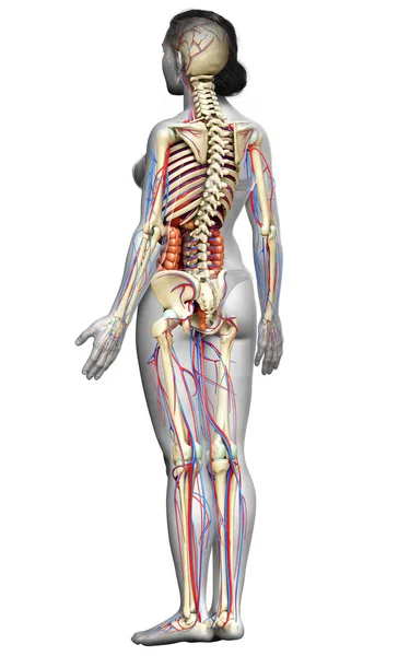 Utförd Medicinskt Korrekt Illustration Kvinnliga Inre Organ Skelett Och Cirkulationssystem — Stockfoto