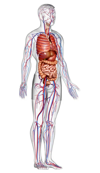 Gerenderte Medizinisch Genaue Darstellung Des Männlichen Kreislaufsystems Und Der Inneren — Stockfoto