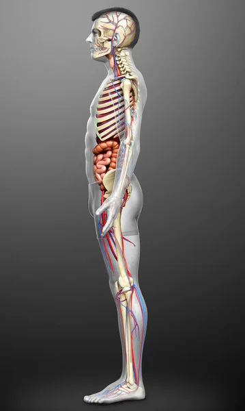 Gerenderte Medizinisch Korrekte Darstellung Der Männlichen Inneren Organe Des Skeletts — Stockfoto