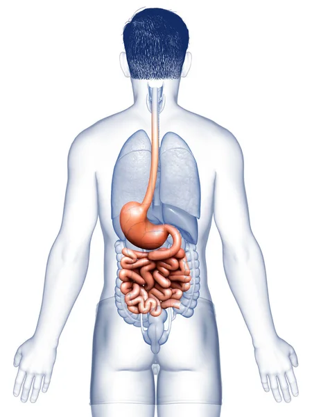 Renderizado Ilustración Médicamente Precisa Estómago Masculino Intestino Delgado — Foto de Stock