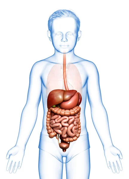 Reso Illustrazione Clinicamente Accurata Del Ragazzo Digestive Syste — Foto Stock