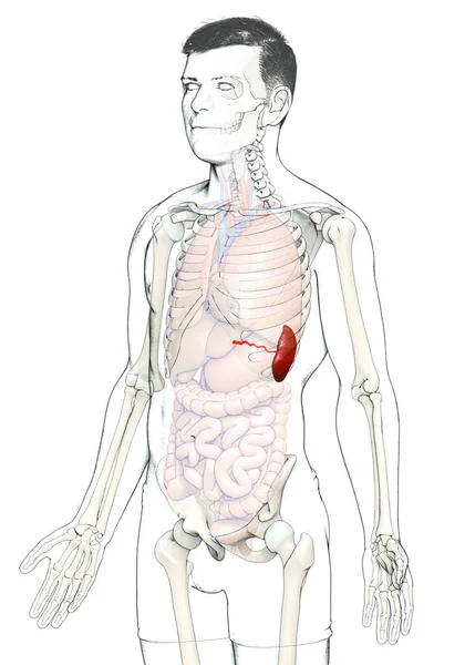 Rendu Illustration Médicalement Précise Une Anatomie Rate Masculine — Photo