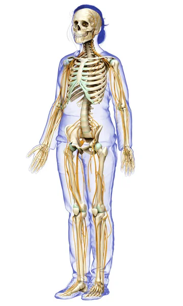 Gerenderte Medizinisch Genaue Darstellung Des Weiblichen Nervensystems Und Skelettsystems — Stockfoto