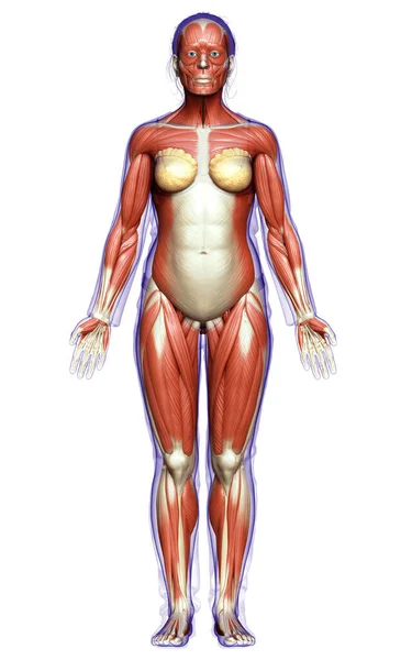 Gerenderte Medizinisch Genaue Darstellung Eines Weiblichen Muskelsystems — Stockfoto