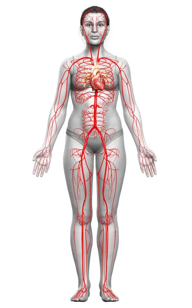 Gerenderte Medizinisch Korrekte Darstellung Weiblicher Arterien — Stockfoto